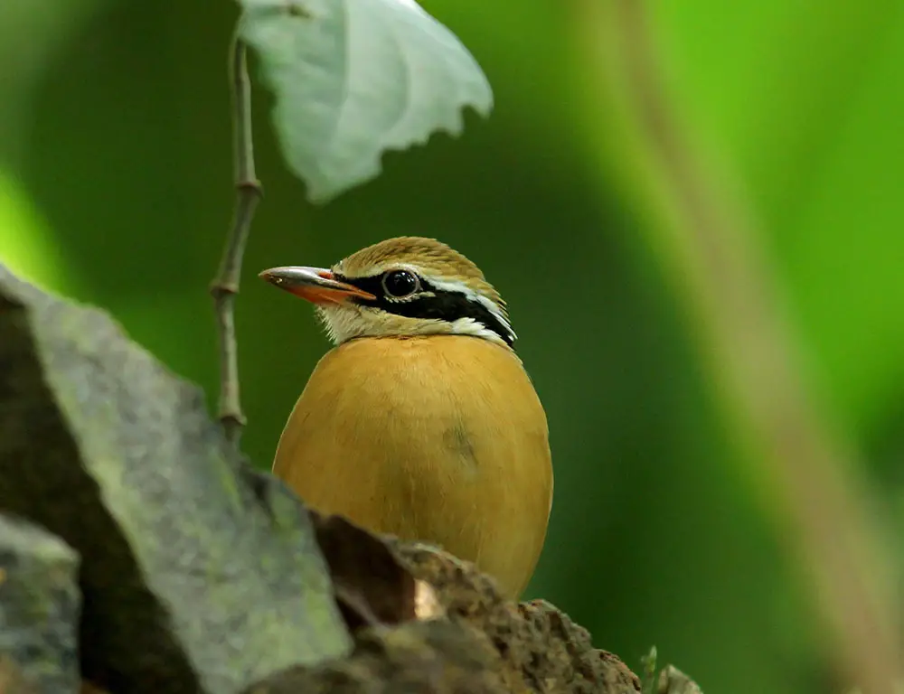 Habitat and Distribution of the Indian Pitta
