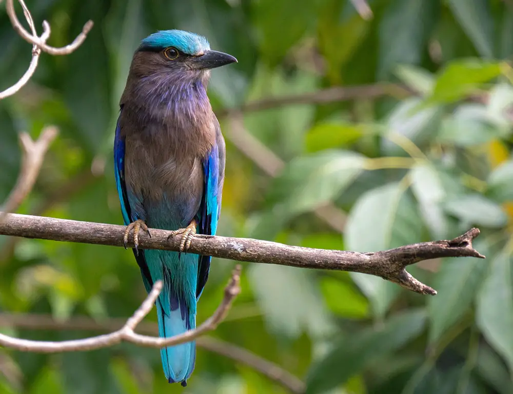 Habitat and Distribution of the Indian Roller Bird