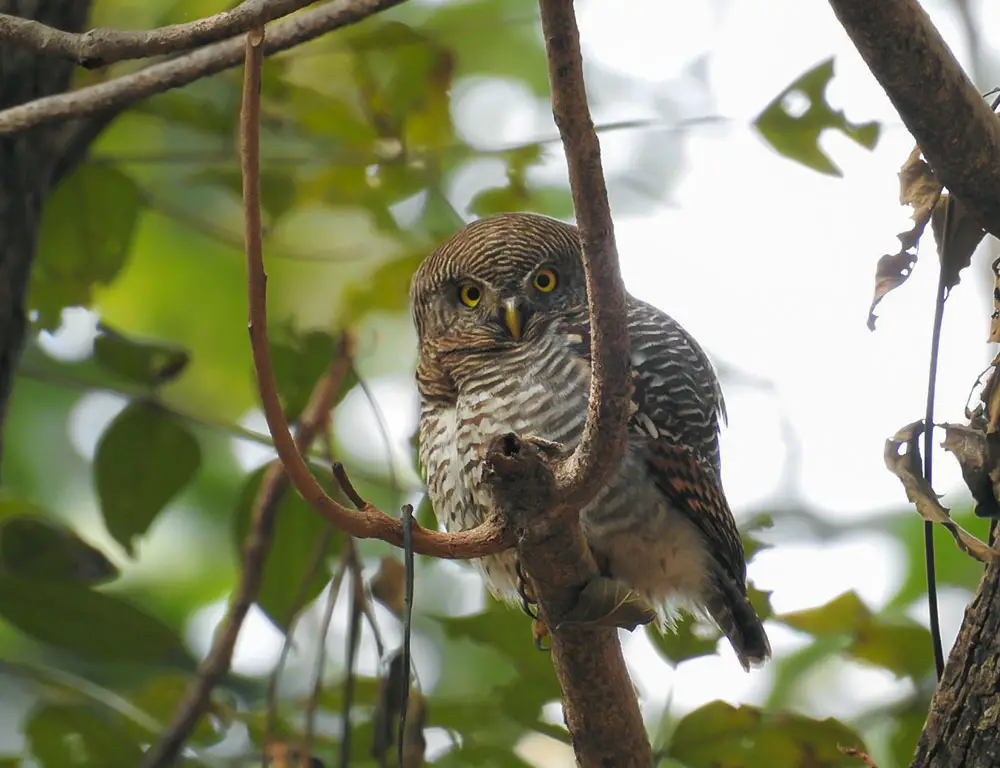 Habitat and Distribution of the Jungle Owlet