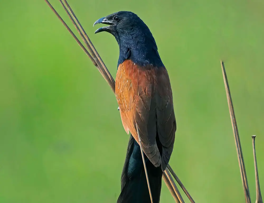 Habitat and Distribution of the Lesser Coucal