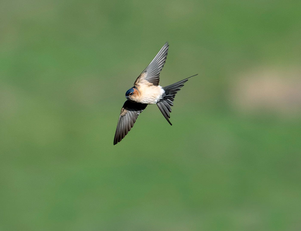 Habitat and Distribution of the Red-Rumped Swallow