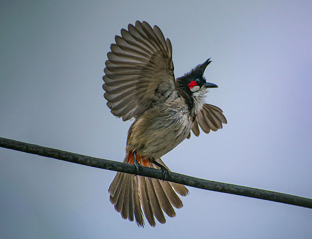 Habitat and Distribution of the Red-Whiskered Bulbul