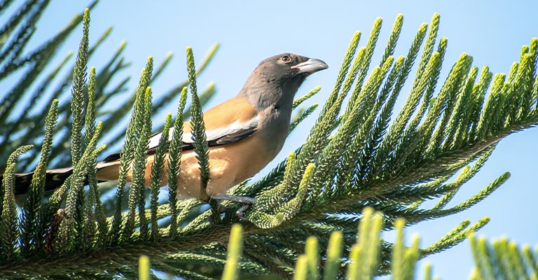 Habitat and Distribution of the Rufous Treepie