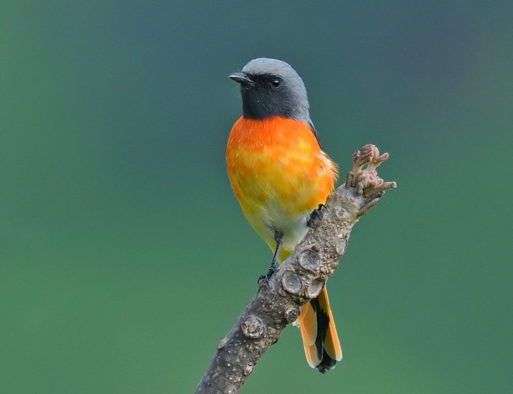 Habitat and Distribution of the Small Minivet