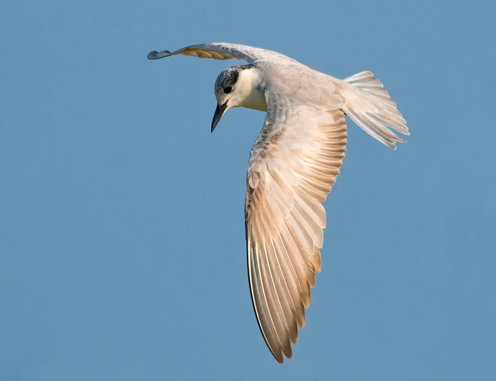 Habitat and Distribution of the Whiskered Tern