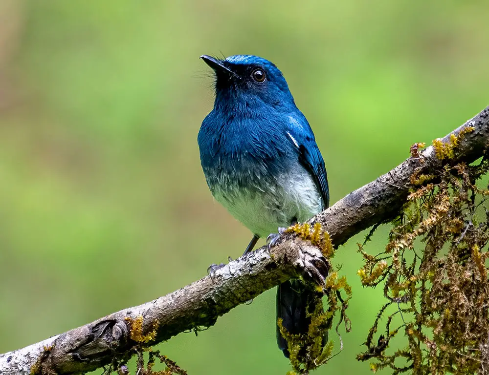 Habitat and Distribution of the White-Bellied Blue Flycatcher