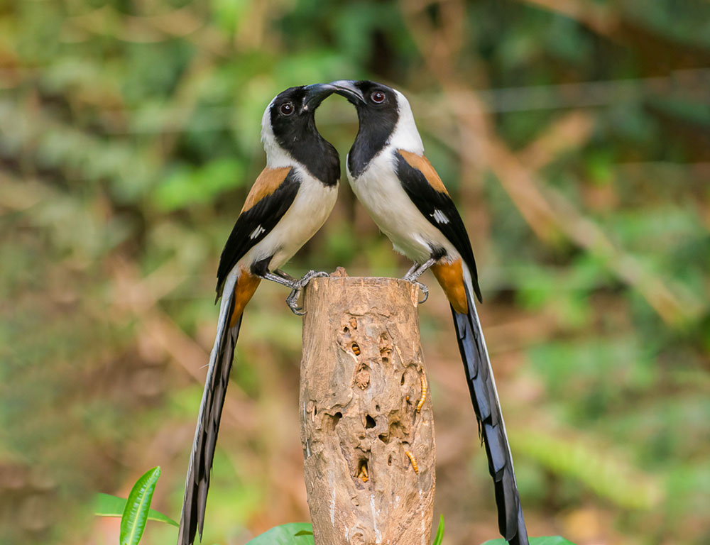 Habitat and Distribution of the White-Bellied Treepie