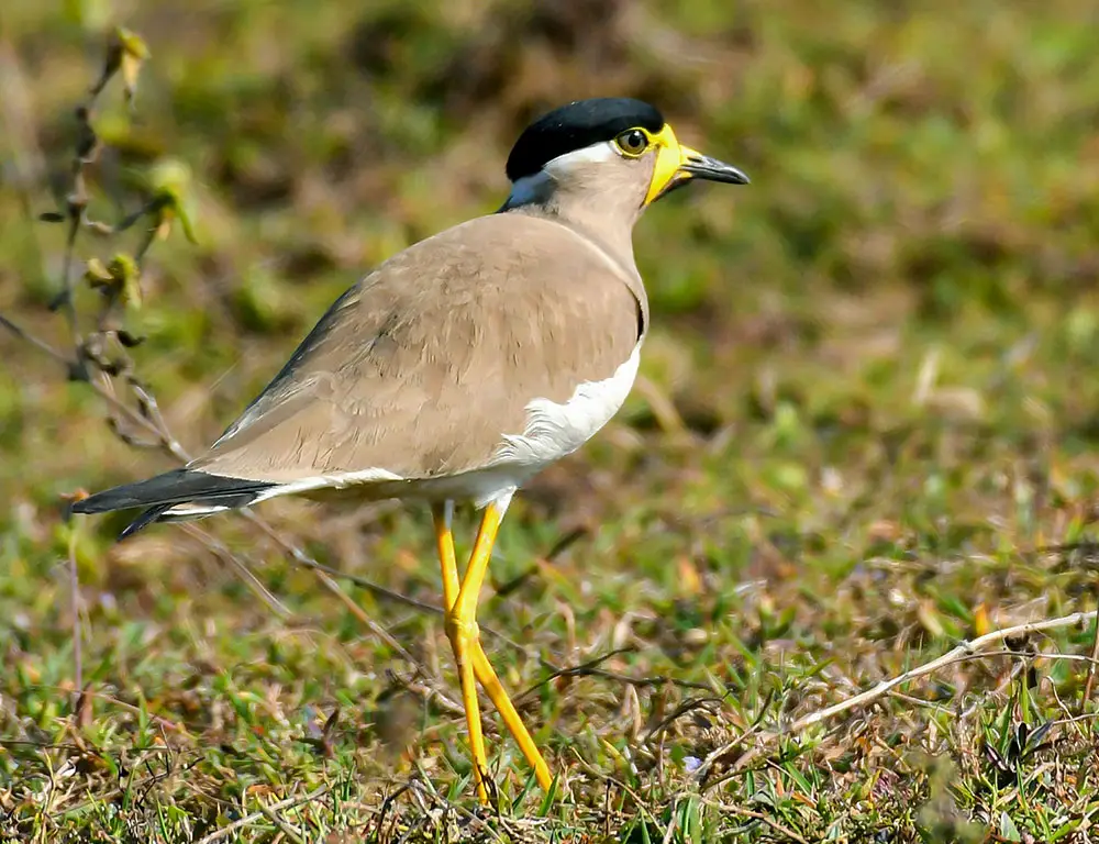 Habitat and Distribution of the Yellow-Wattled Lapwing