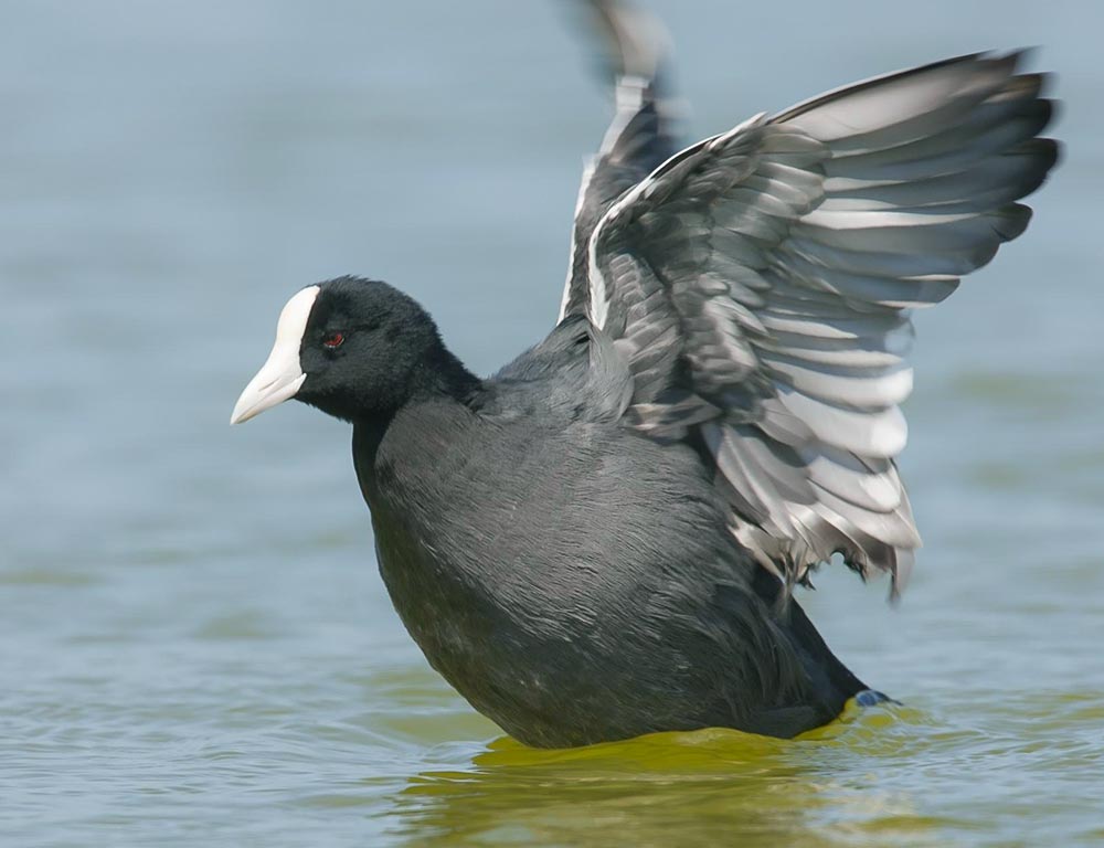 Hawaiian Coot