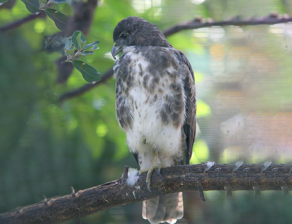 Hawaiian Hawk