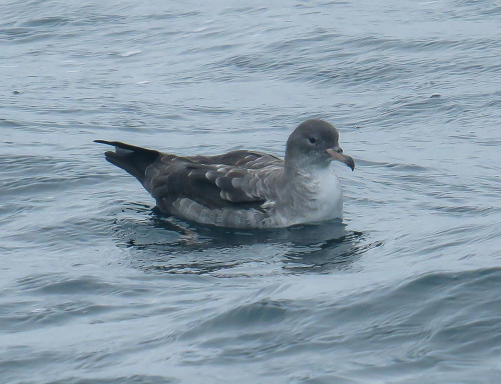 Hawaiian Petrel