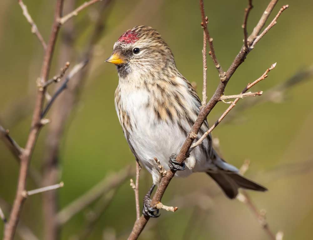 Hoary Redpoll