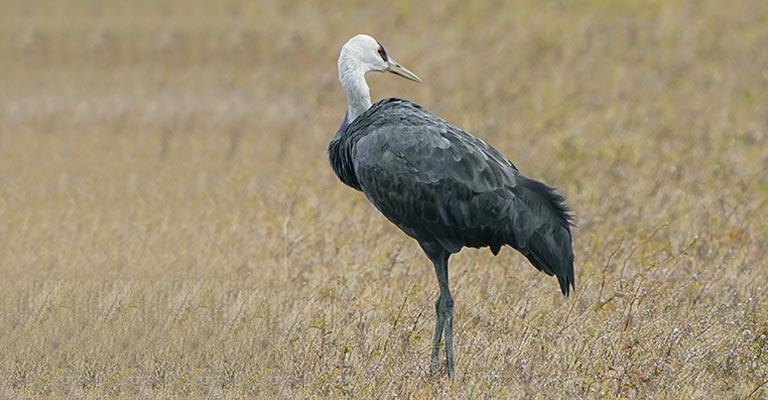 Hooded Crane Life History