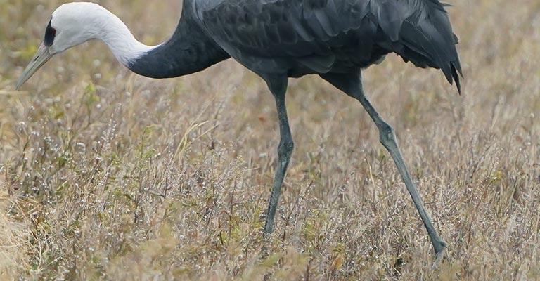 Hooded Crane long legs