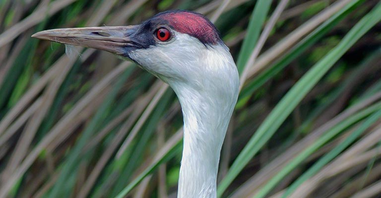 Hooded Crane Reddish Eyes