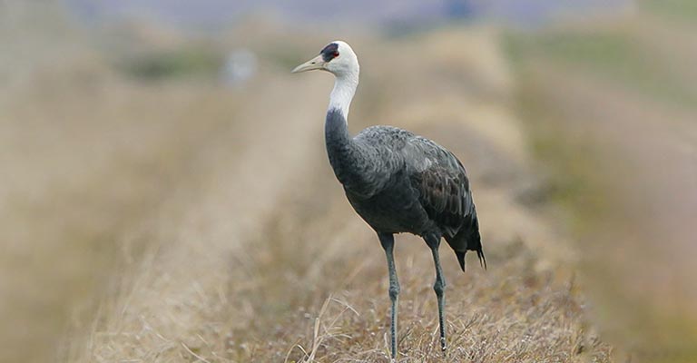 Hooded Crane