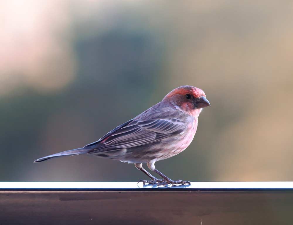 House Finch