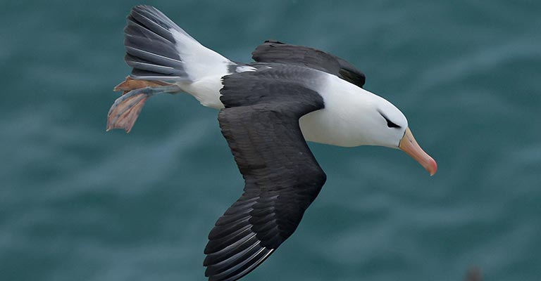 How to Identify Black-browed Albatross