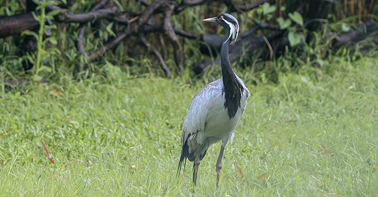 How to Identify Common Crane