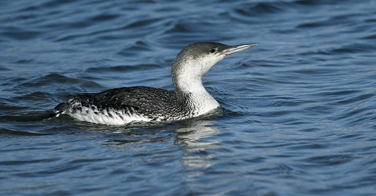 How to Identify Pacific Loon