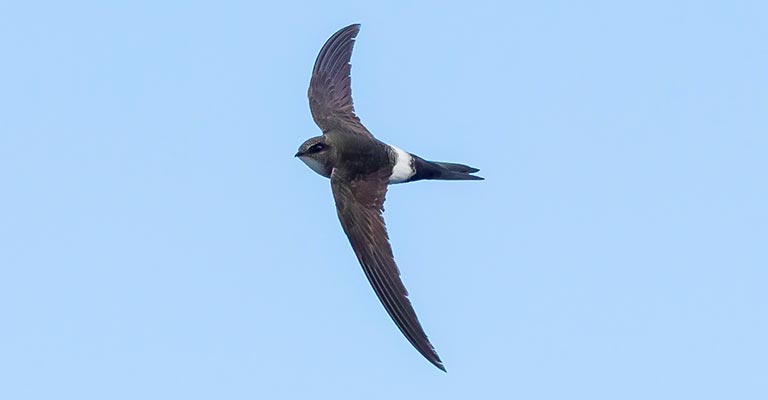 How to Identify Pacific Swift