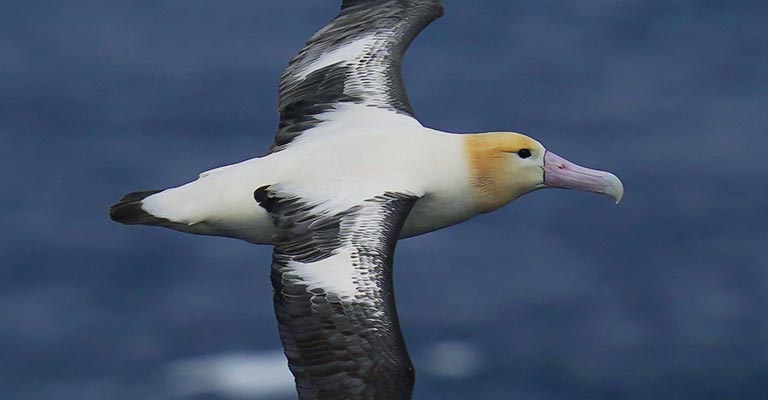 How to Identify Short-tailed Albatross