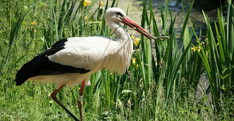 How to Identify White Stork