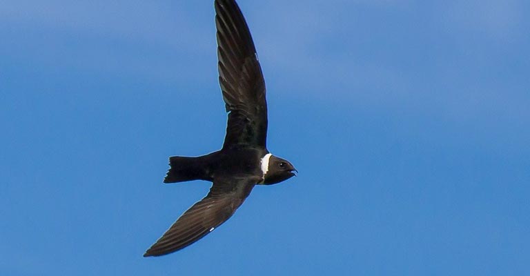 How to Identify White-collared Swift