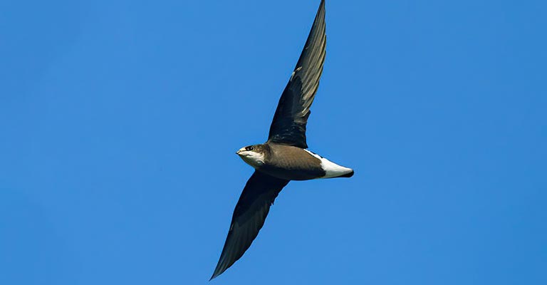 How to Identify White-throated Swift