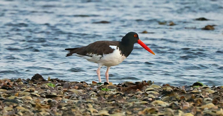 How to Identify an American Oystercatcher