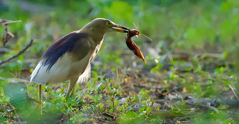 Hunting Behavior of the Indian Pond Heron