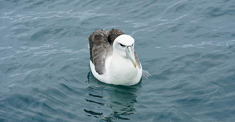 Hunting Habit of Albatrosses