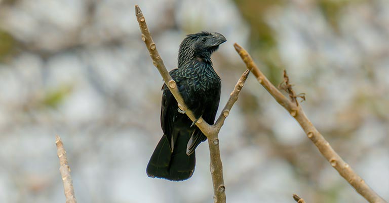 Hunting Habit of Groove-billed Ani