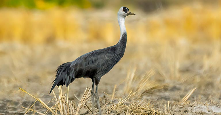 Hunting Habit of Hooded Crane