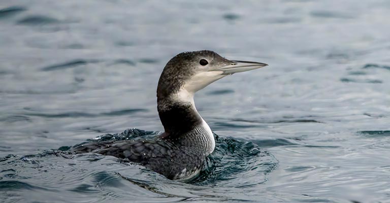 Hunting Habit of Loons