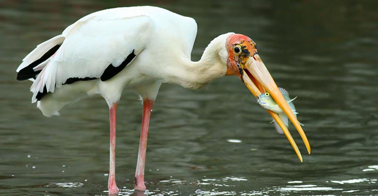 Hunting Habit of Milky Stork