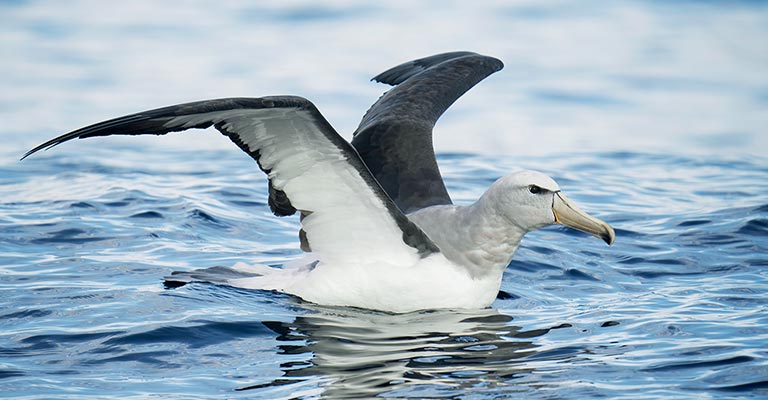 Hunting Habit of Salvin's Albatross