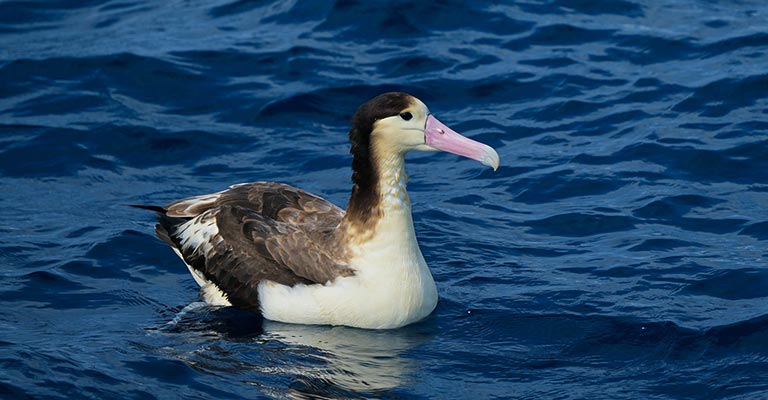 Hunting Habit of Short-tailed Albatross