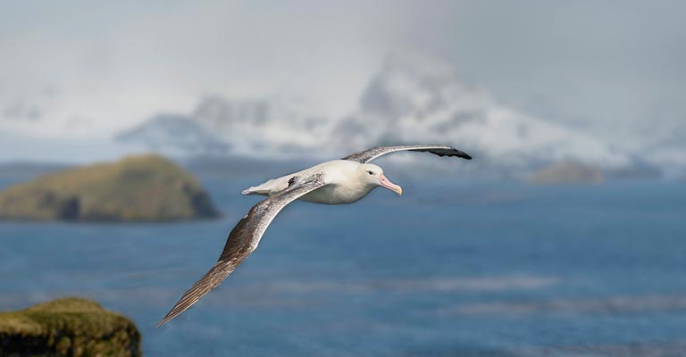 Hunting Habit of Snowy Albatross