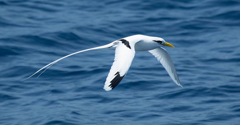 Hunting Habit of White-tailed Tropicbird