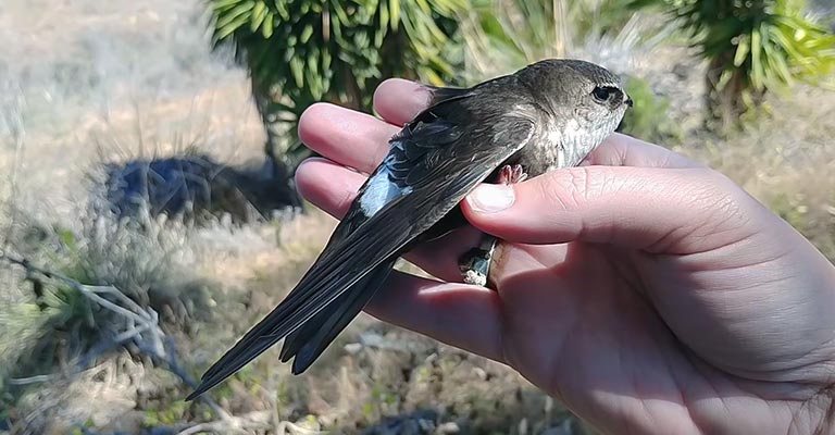 White-throated Swift Life History