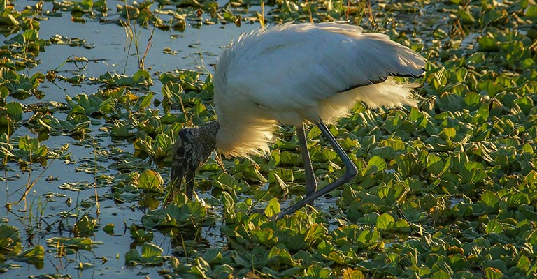 Hunting Habit of Wood Stork