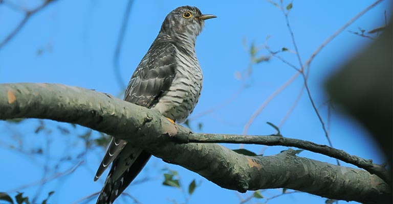 Identify Oriental Cuckoo