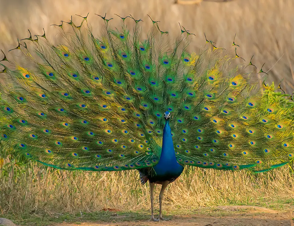 Identify the Indian Peafowl