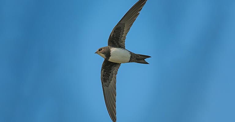 Identifying Criteria of Alpine Swift