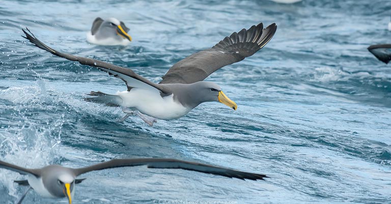 Identifying Criteria of Chatham Albatross