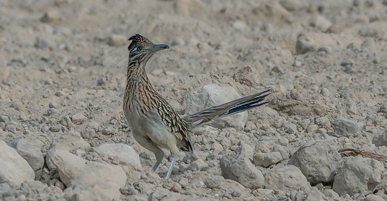 Identifying Criteria of Greater Roadrunner