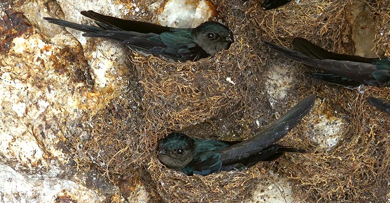 Identifying Criteria of Mariana Swiftlet