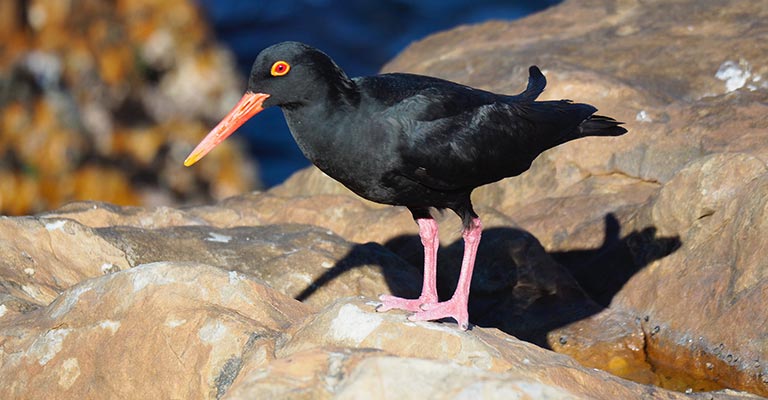 Identifying Criteria of Oystercatchers