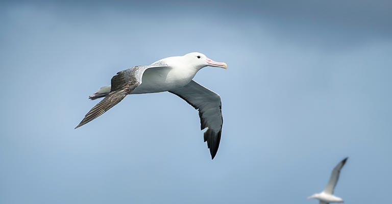 Identifying Criteria of Snowy Albatross